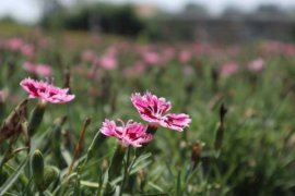 石竹用什么肥料