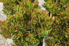 吸财树叶子变软变皱怎么办