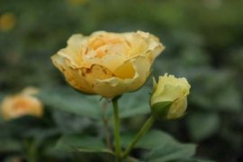 月季春天什么时候施肥，春天怎么施肥