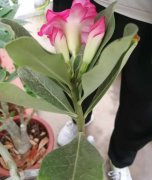 如何让飘香藤长得快