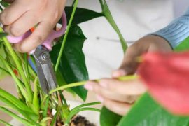 红掌的养殖方法和注意事项