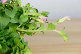 矮牵牛怎么过冬