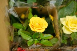 月季花怎样过冬