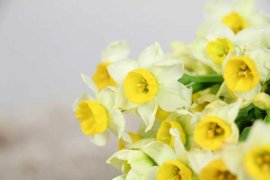 水仙春天怎么养