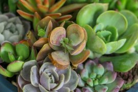 适合冬天养的多肉有哪些