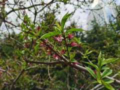 桃花什么时候开，桃花是哪个季节开的