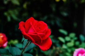 月季叶子发黄怎么办