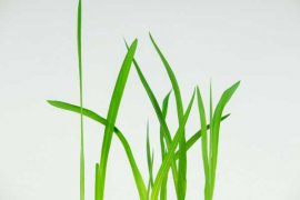 香雪兰的花语和寓意，有什么传说故事