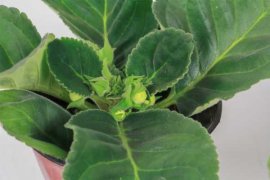 大岩桐的养殖方法和注意事项