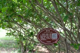 栀子花刚买回来怎么养