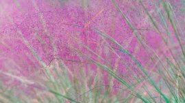 粉黛乱子草的播种方法