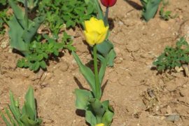 郁金香种球怎么种