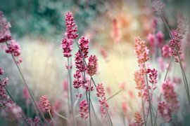 薰衣草什么时候开，薰衣草图片