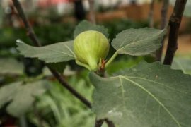 “无花果”剪个枝插土里，30天就生根，结的果子