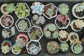 多肉砍头了多久会爆芽