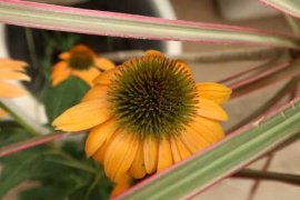 松果菊怎样播种