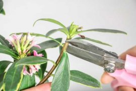 金边瑞香冬季怎么养