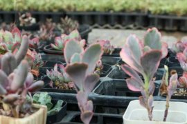 玉吊钟的养殖方法和注意事项