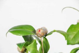 茶花适合在室内养吗