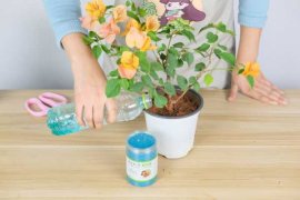 三角梅怎么剪枝