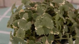 胡椒薄荷怎么养