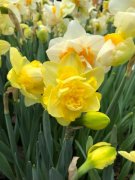 洋水仙的养殖方法和注意事项