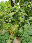 什么品种海棠最好？常见品种海棠花图片