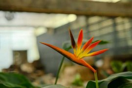 鹤望兰冬季怎么养护