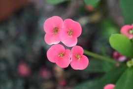 虎刺梅的养殖方法和注意事项