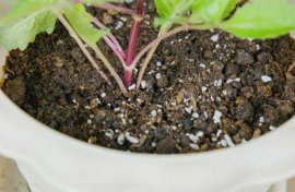 小丽花的病虫害及其防治