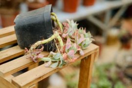 多肉植物适合室内养吗