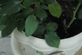 月季叶子发蔫怎么办