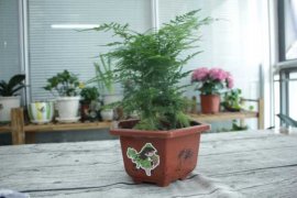 文竹与云竹哪个好养