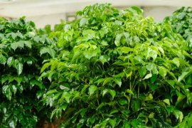 绿宝掉叶子还能长吗