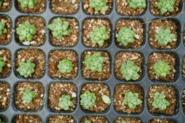 多肉的五种驱虫方法