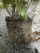 栀子花什么时候换盆