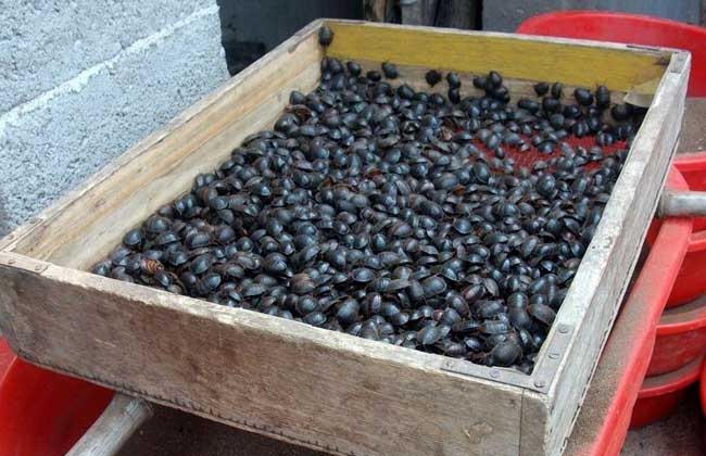 土元的药用价值