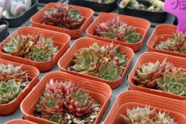 适合水培的多肉品种有哪些