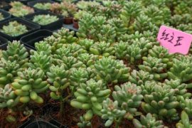 虹之玉长黑虫怎么办