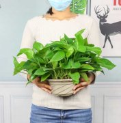 绿萝水里放什么长得好