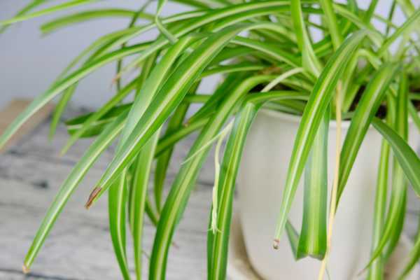 剪下的小吊兰水培，只需几步，生根超快！