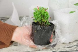 酢浆草徒长要怎么处理