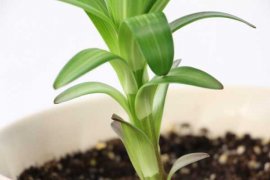 水养百合注意事项