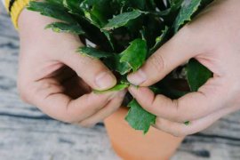 怎样用仙人掌嫁接蟹爪兰