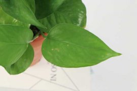 绿萝的藤蔓太长怎么办，怎么做攀爬架、缠绕造