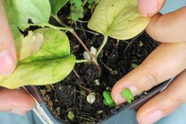 铁线莲枯萎怎么办