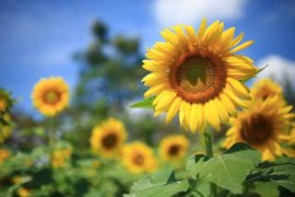 这花就是金盘子，越晒越能爆成海，满眼金灿灿