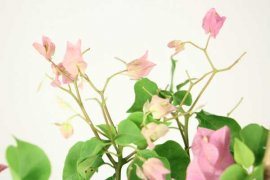 三角梅芽尖枯萎的原因