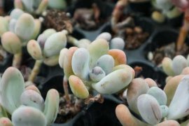 桃美人怎么砍头