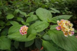 五色梅冬天怎么养护